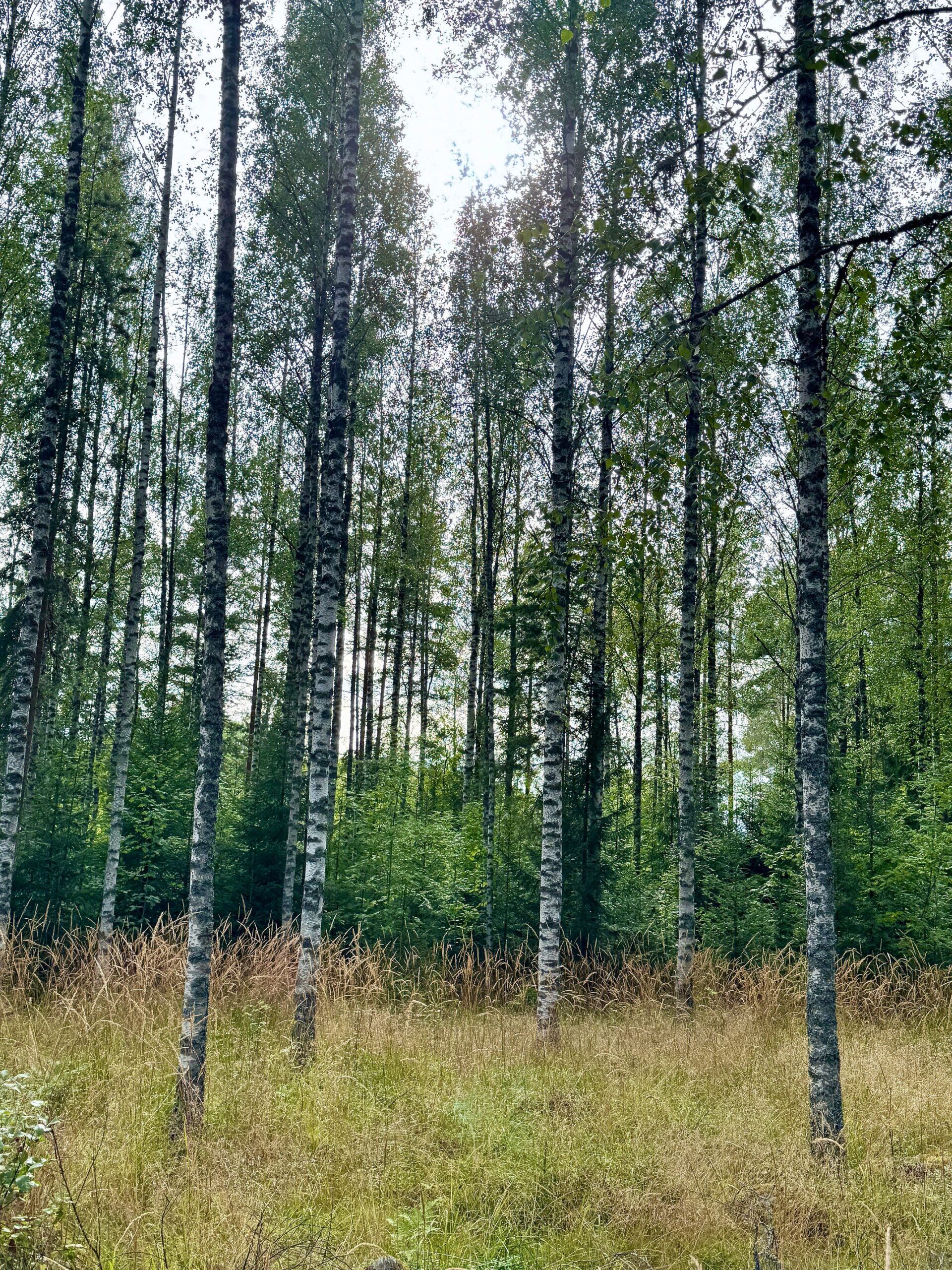 Usein koivikkoon syntyy luontaisesti kuusialikasvos, joka kannattaa jättää kasvamaan. Kun koivut poistetaan taiten, jäljelle voi jäädä hyvä kuusimetsä.