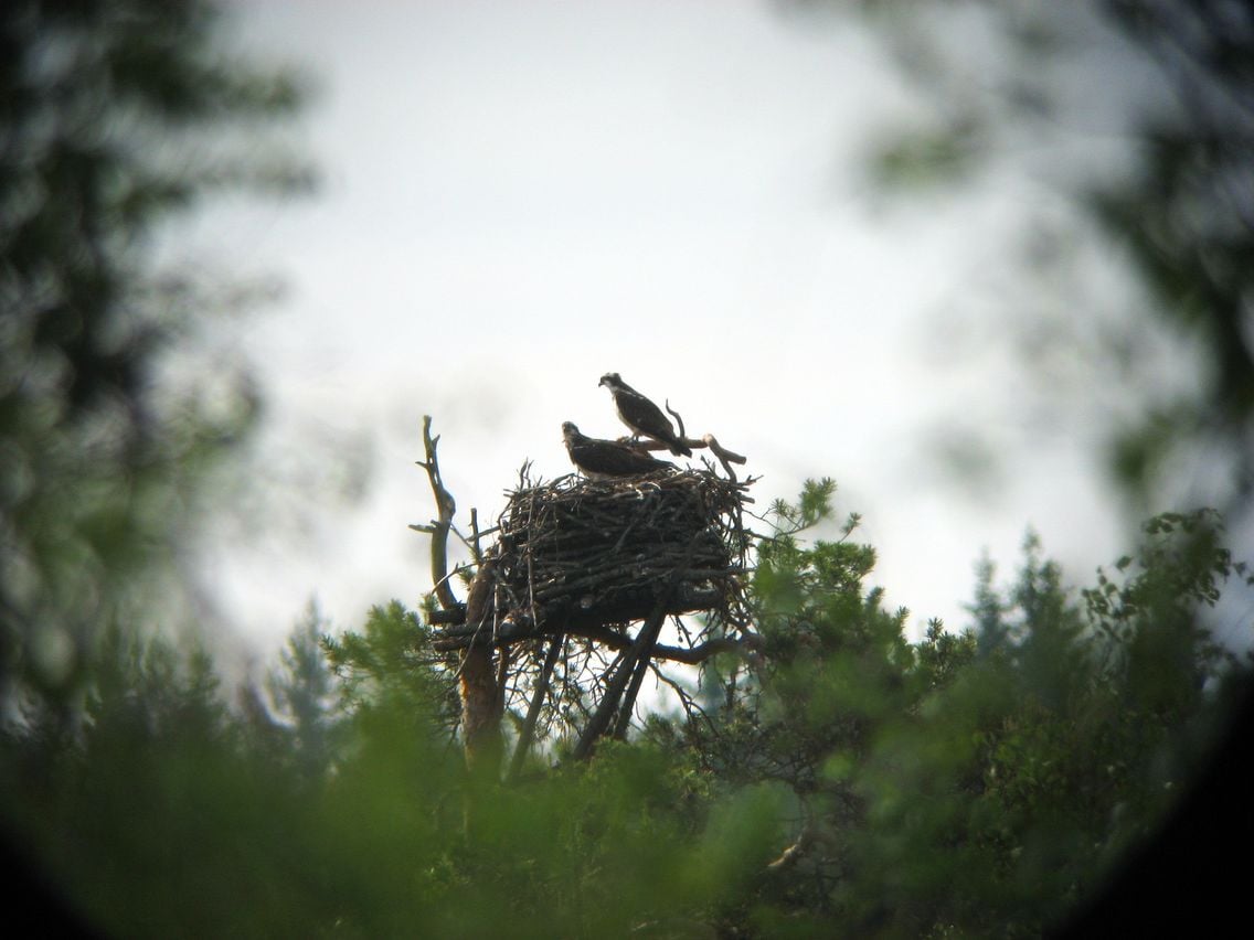 Sääksipariskunta pesällään kaukoputken näkymästä kuvattuna.