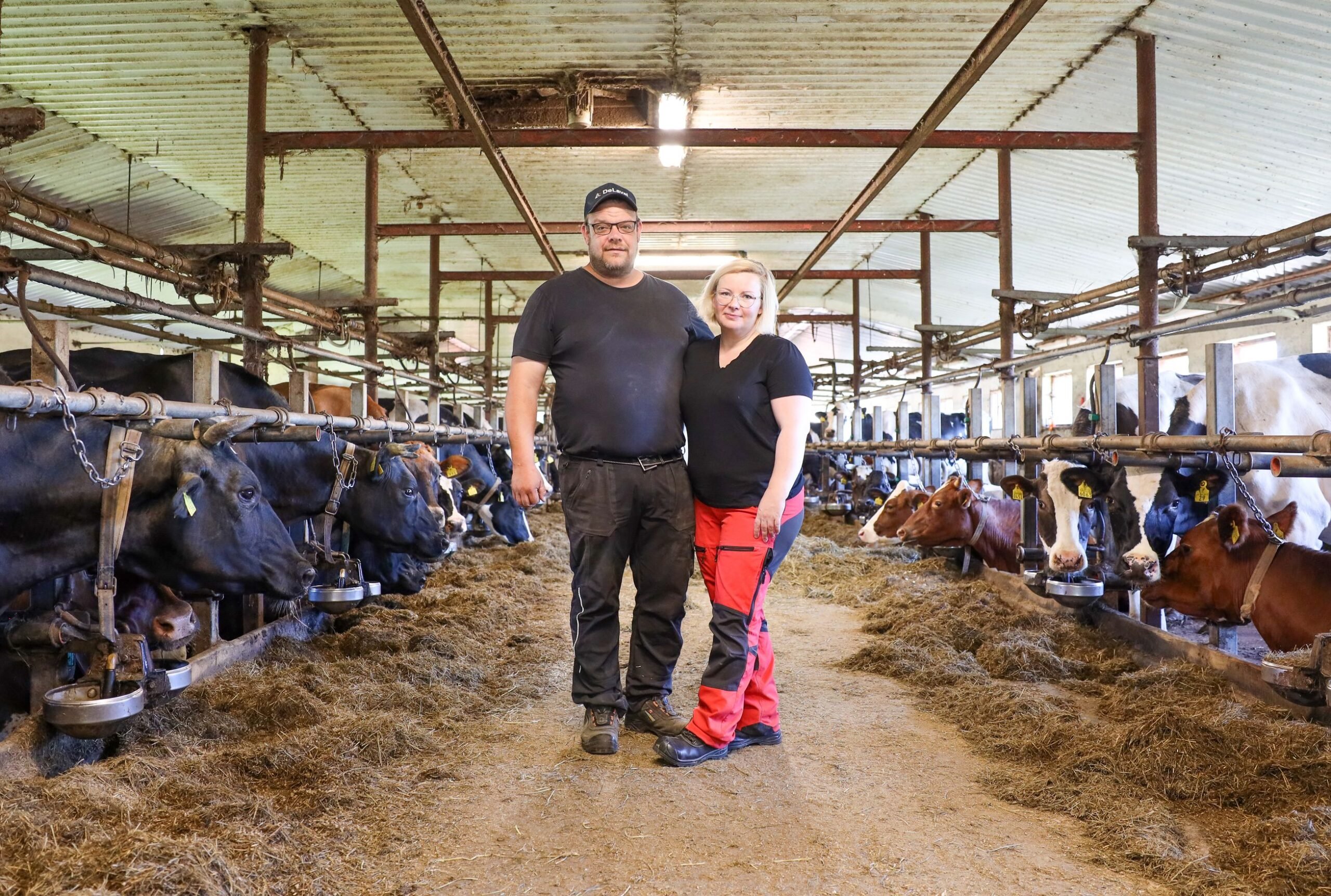 Päivi ja Jouni Kaustisella on työuraa jäljellä vielä 25 vuotta. Nyt on oikea aika tehdä uran suurin investointi, jotta sen takaisinmaksuaika ei veny eläkeiän kynnykselle asti. Vanha navetta muutetaan pihatoksi ummessa oleville ja sinne remontoidaan uusi isompi vasikkala.