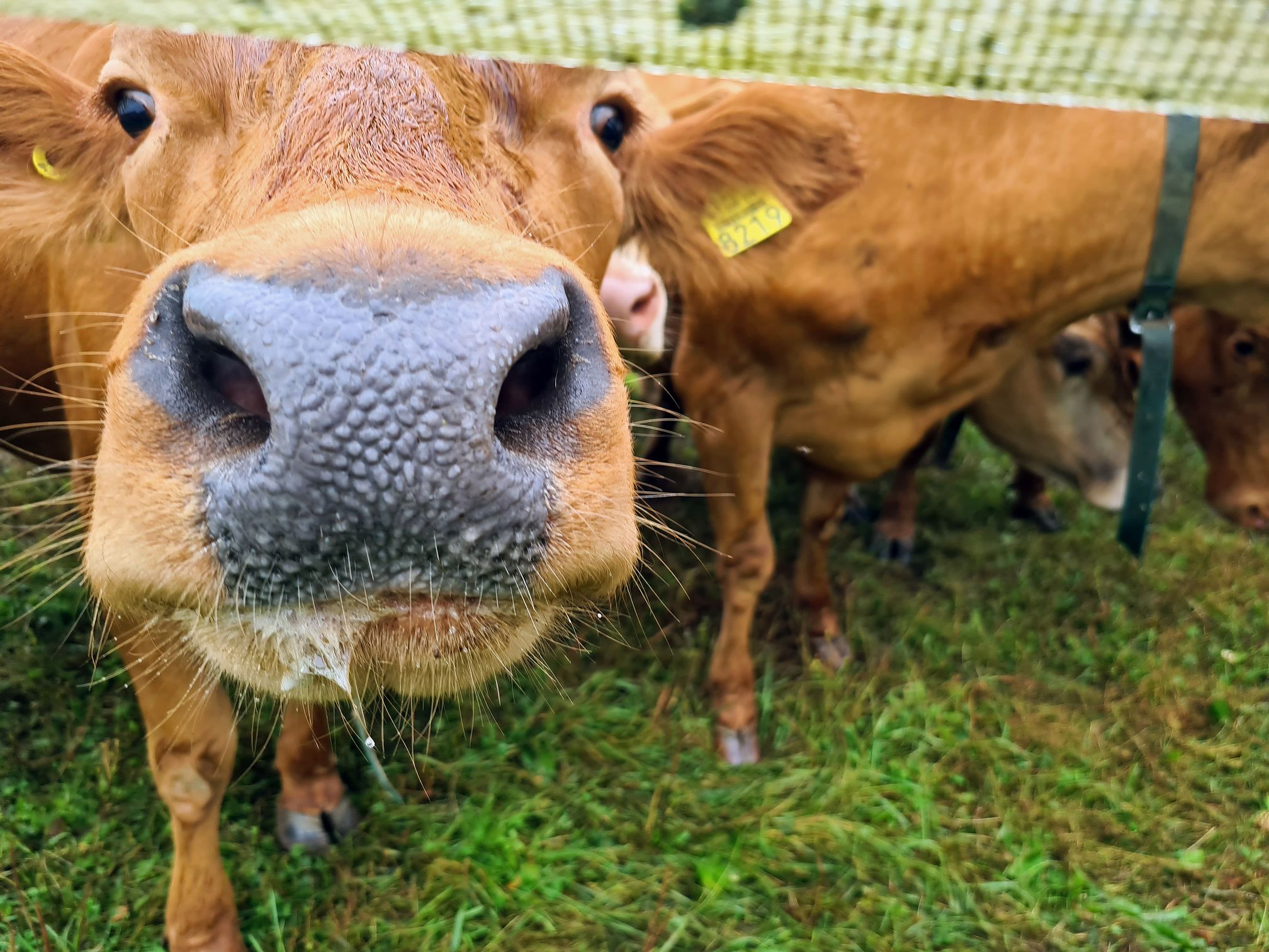 Naudan sylki on voimakkaasti emäksistä, koska se sisältää runsaasti bikarbonaattia. Sitä tarvitaan neutraloimaan pötsissä syntyviä happamia yhdisteitä.