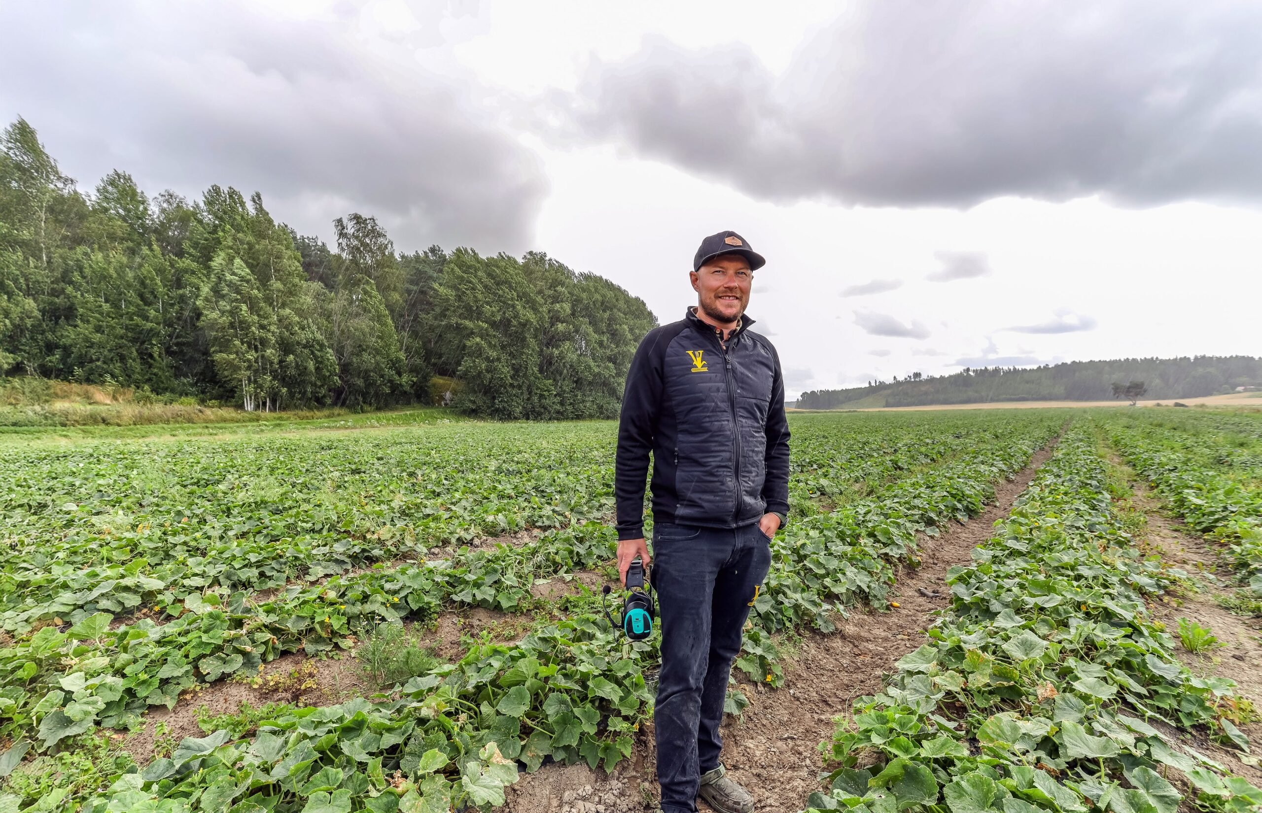 Avomaankurkun viljely on sää- ja tauti­herkkää puuhaa. Tilalla kasvaa kurkkua 12 hehtaarilla. Kun olo­suhteet ovat otolliset, satoa saatetaan saada jopa yli 70 tonnia hehtaarilta, Juho Vainio kertoo.