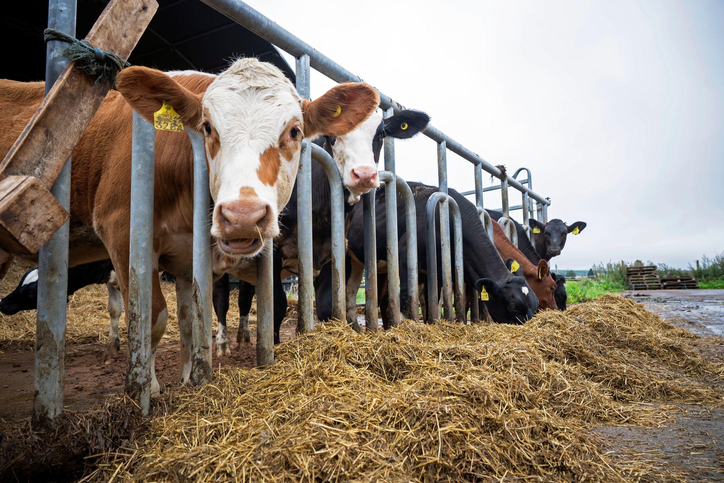 Tilan hiehot kasvatetaan seitsemän kuukauden iästä eteenpäin hiehohotellissa 40 kilometrin päässä. Holsteinien osuutta vähennetään jatkossa noin puoleen, muiden rotujen osuutta lisätään.