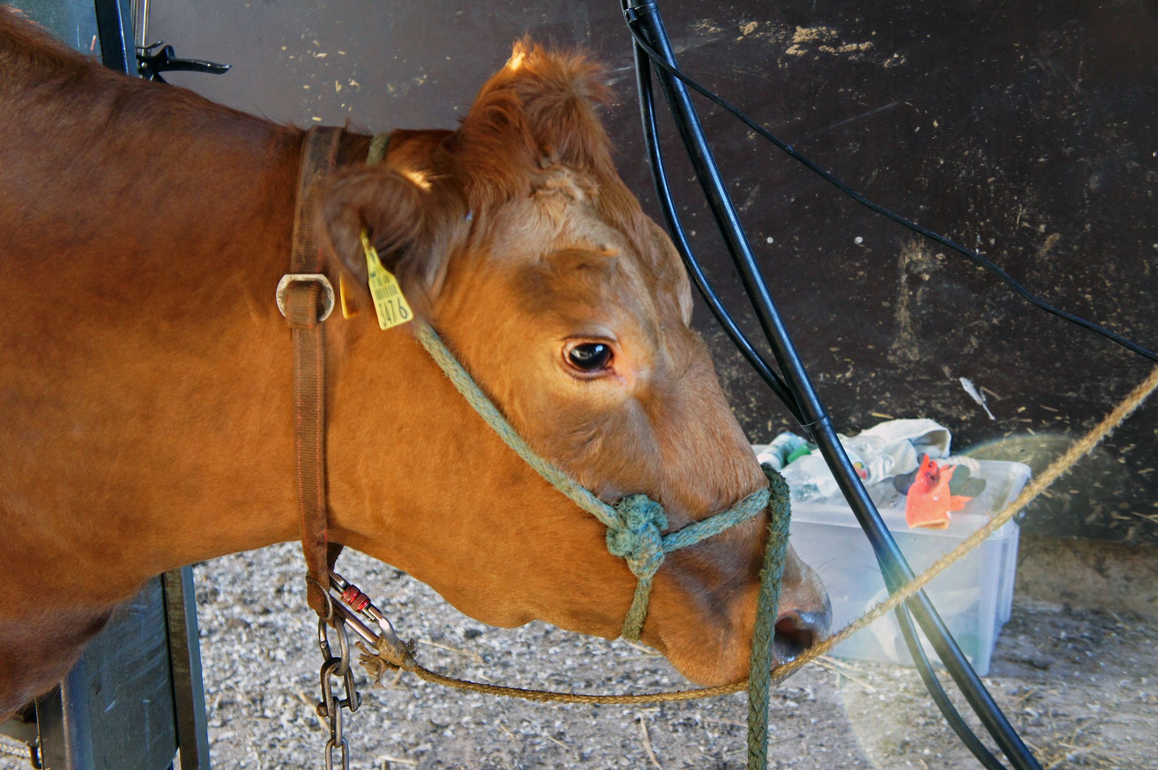 Yleisiä mahahaavalle altistavia tekijöitä ovat muun muassa eläimen kokema fyysinen ja psyykkinen negatiivinen stressi ja kipu.