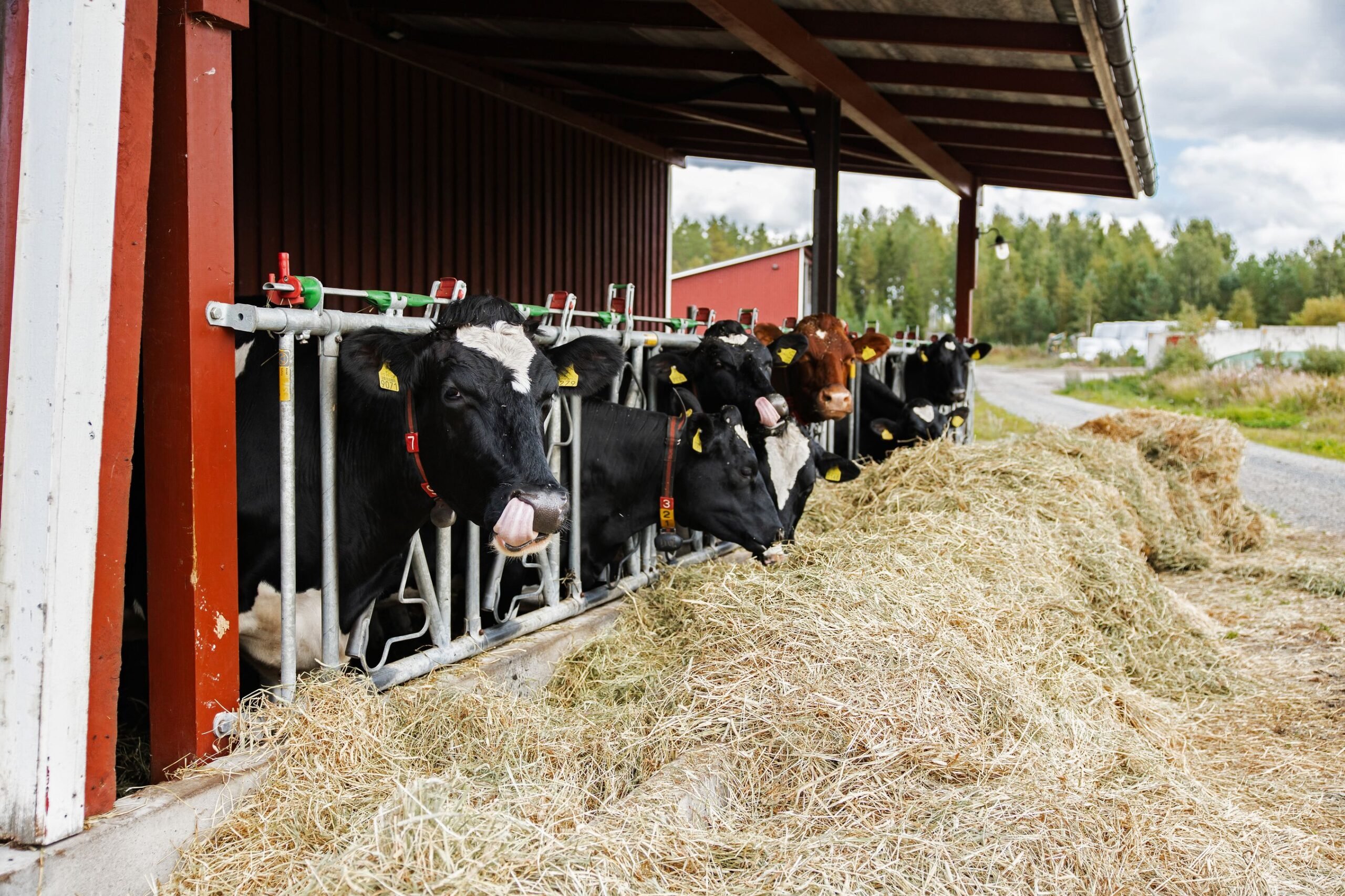 Konehallin päätyyn on rakennettu umpilehmille kestokuivikepohjainen ruokintakatos.