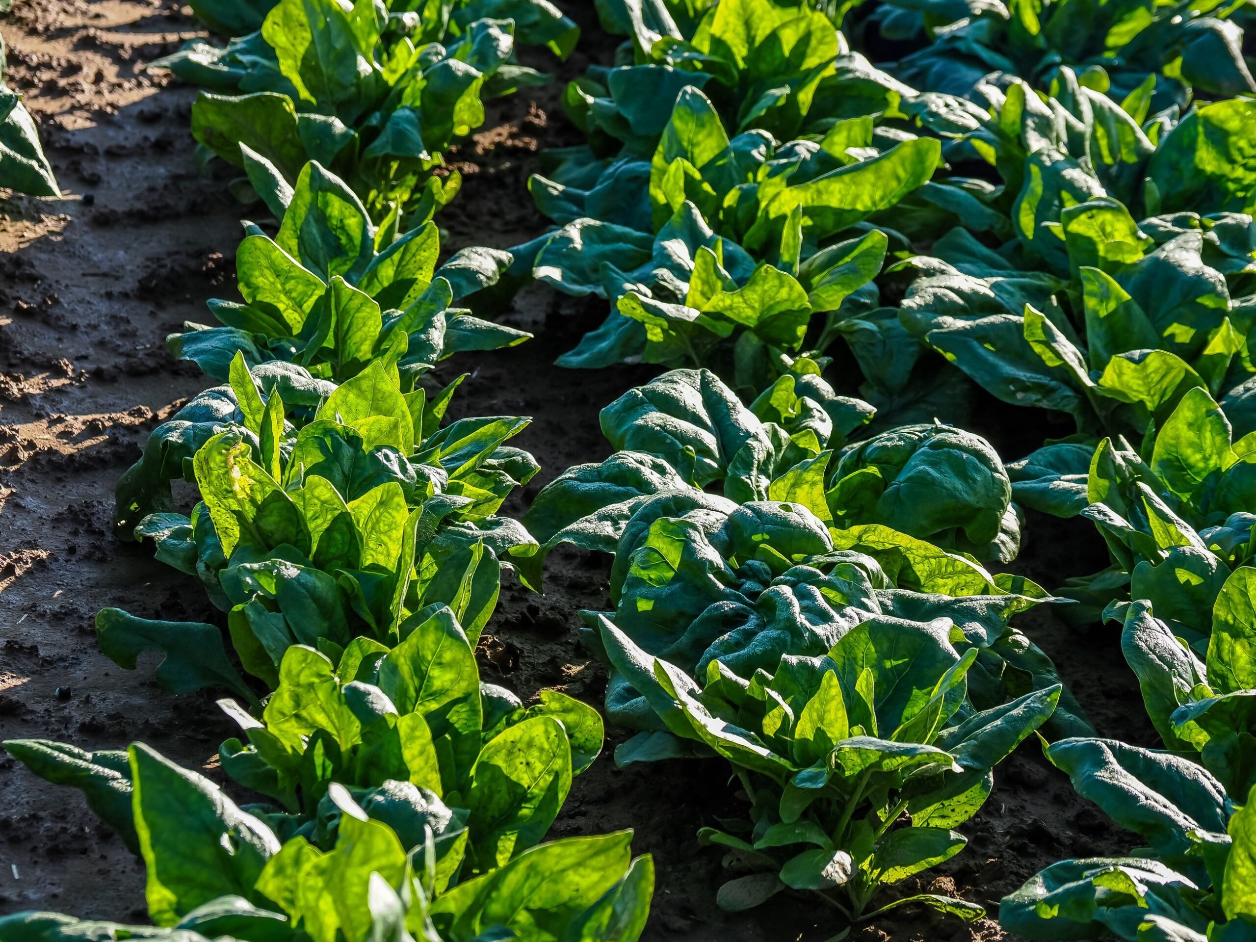 Pensasmaisen, lehtevän pinaatin lehdet ovat tänä vuonna sadonkorjuussa kämmenen kokoisia.