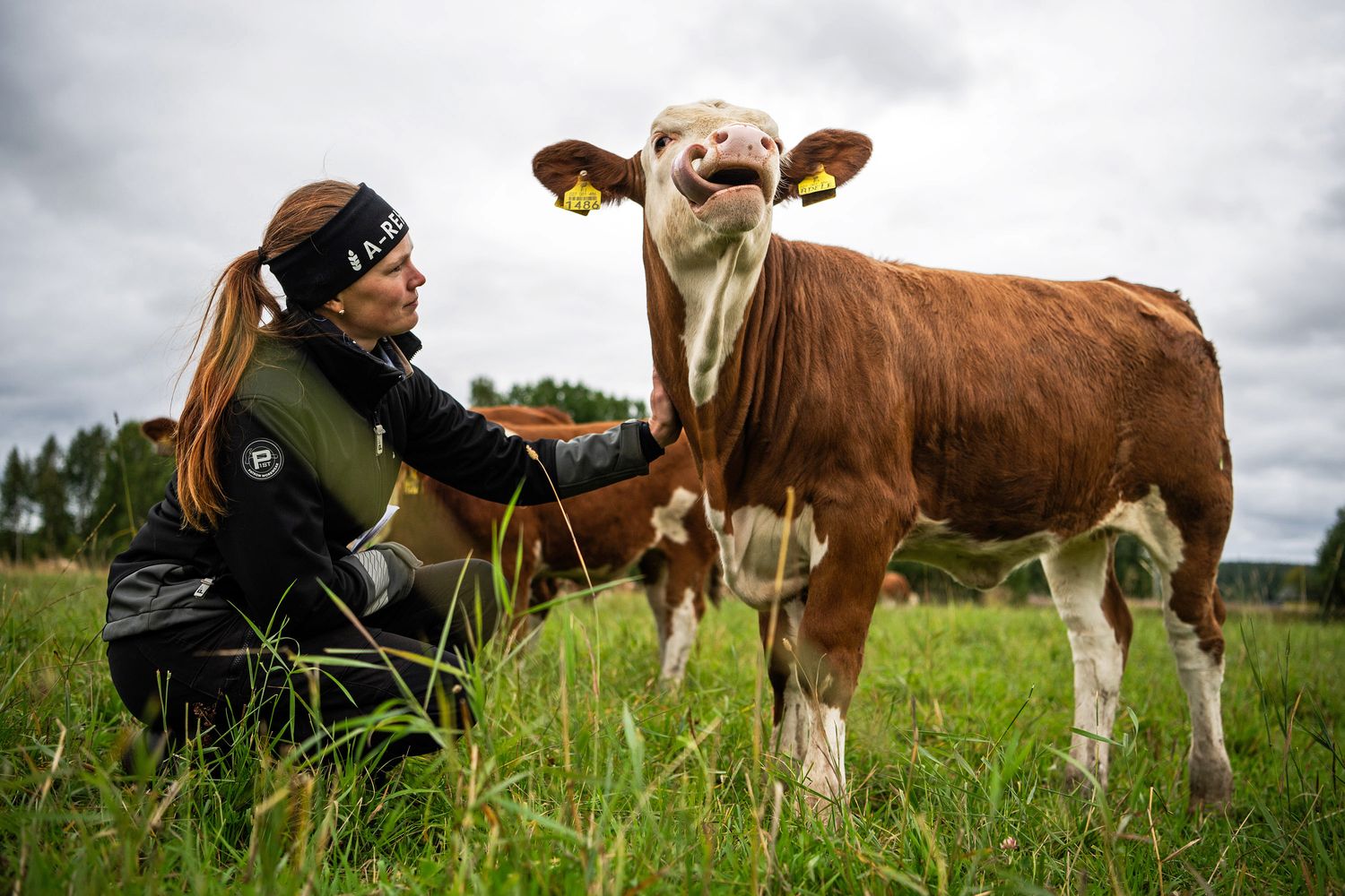 Terhi Ukkola kertoo, että karjan rakenteeseen toivotaan erityisesti pitkää, lihaksikasta runkoa, kestävyyttä ja kunnollista jalkarakennetta. – Jalkarakenteen osalta on päästy jo varsin hyvään tulokseen.