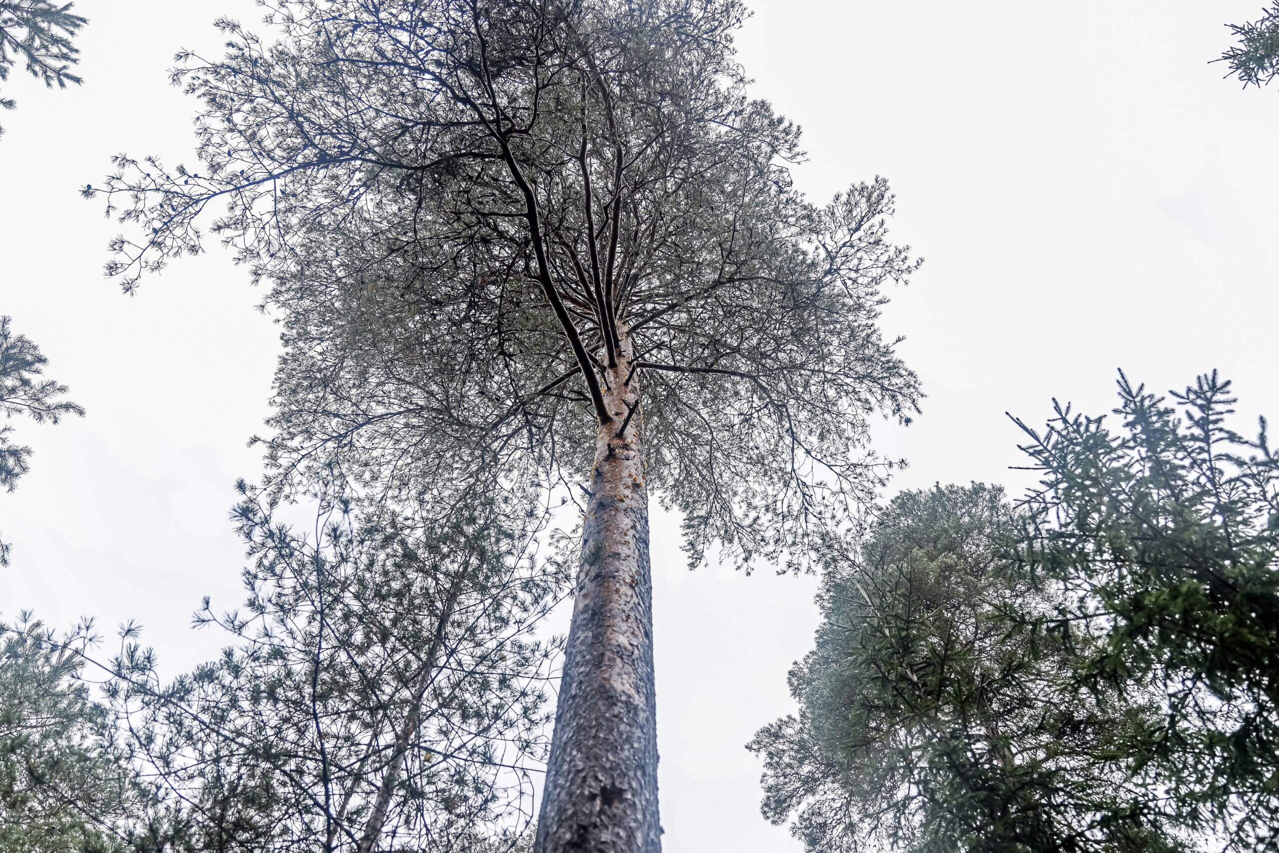 Harsuuntuminen on usein alkavan ongelman merkki.