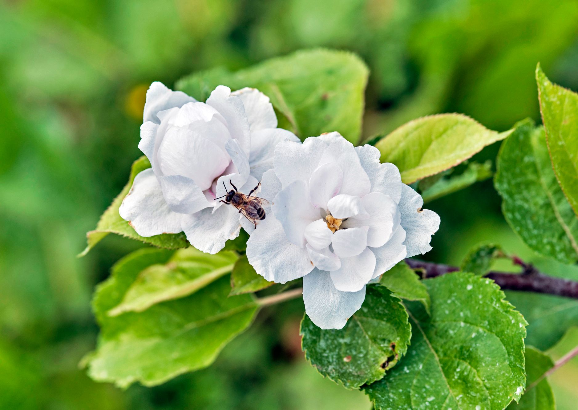 Pölyttäjähyönteisillä oli toukokuussa tekemistä hedelmätarhalla.
