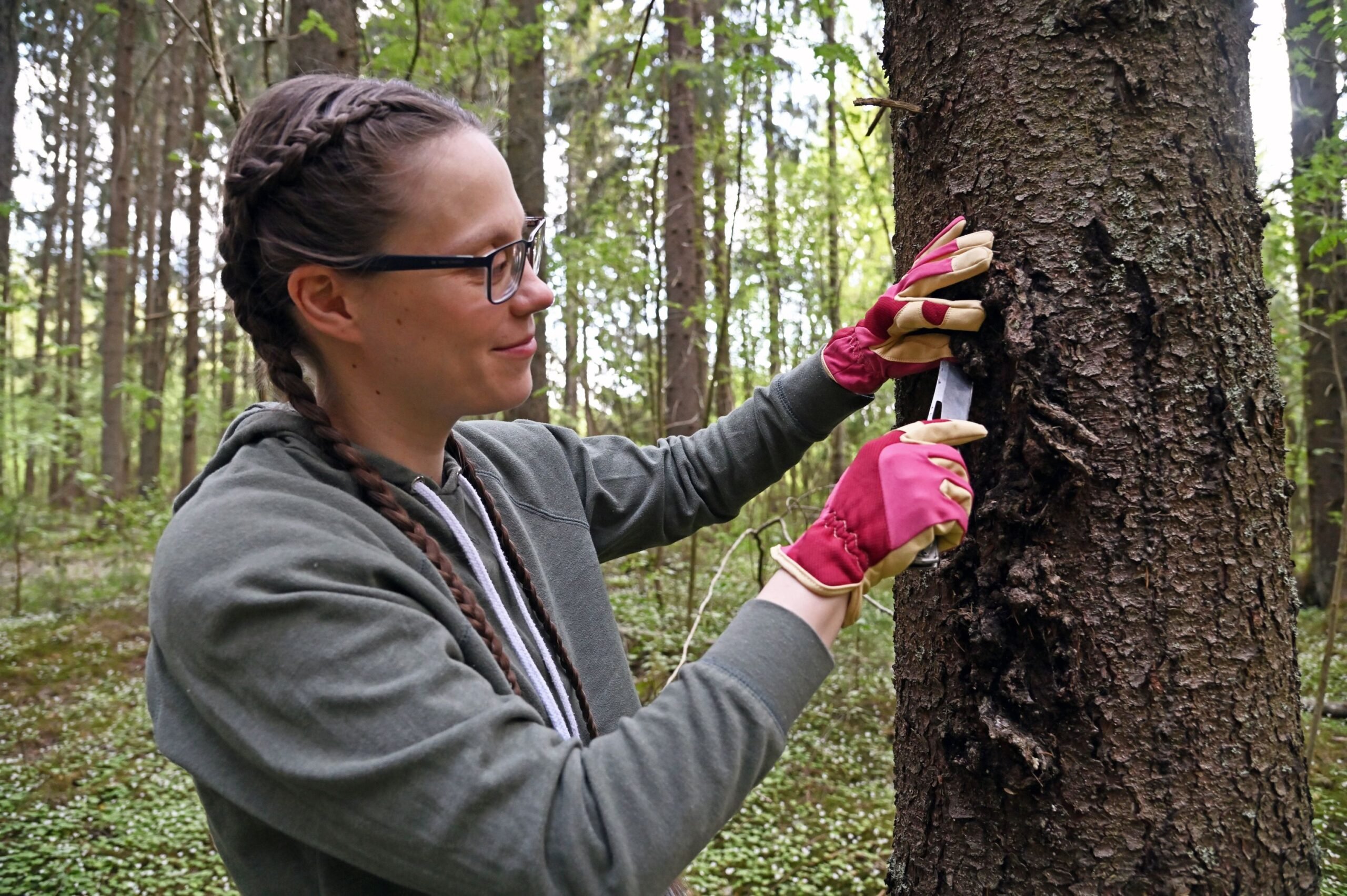 – Itse opetan tekemään kaikki valutusviillot kerralla, vaikka jotkut neuvovat lisäämään viiltoja pitkin kesää, Johanna Talvitie sanoo. Hänen mukaansa pihka poikkeaa muista luonnon­tuotteista hyvän säilyvyytensä vuoksi. Kuva: Outi Tehomaa