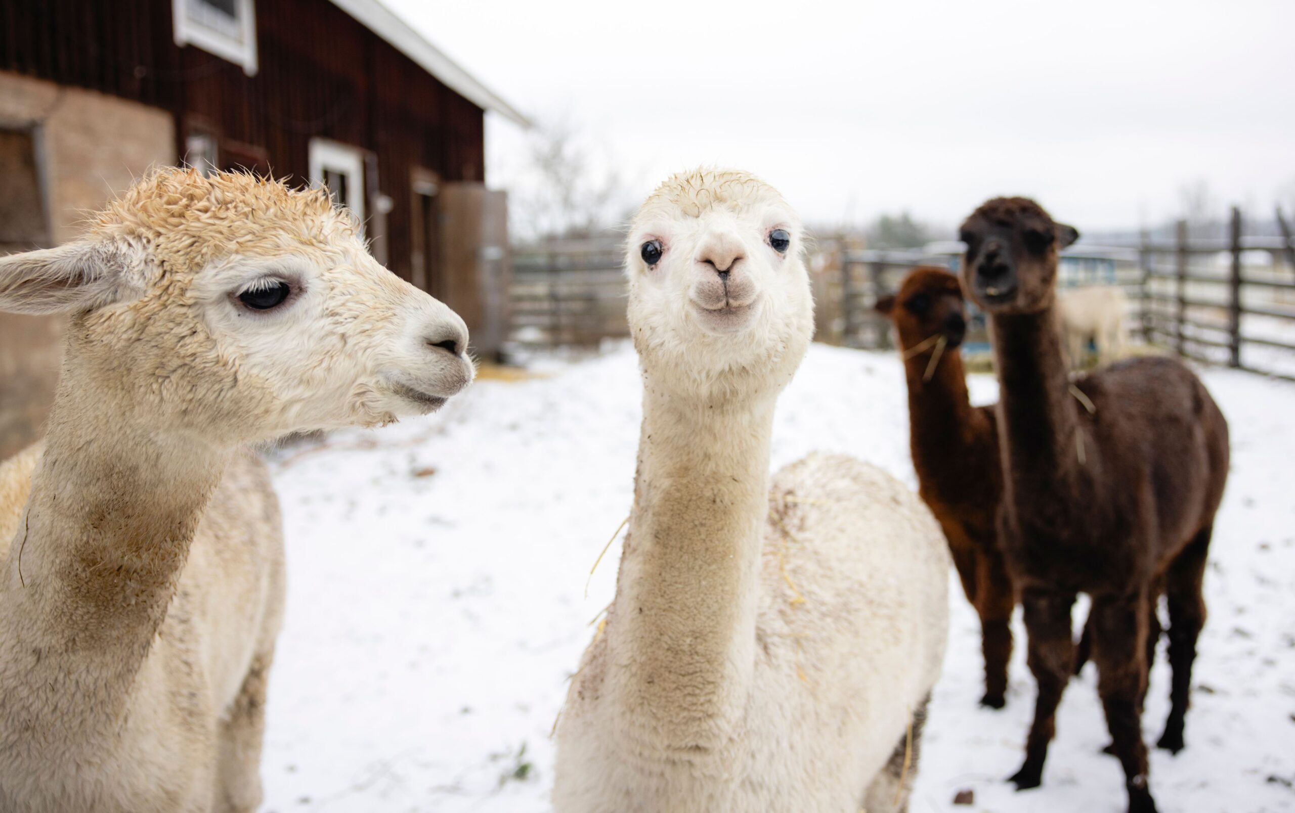 Tilan eläimet ovat tärkeitä hyvinvointipalveluiden tuottajia.