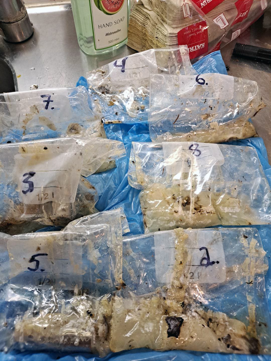 Lääketeollisuus on puun ja kuoren välissä, kun antibioottiresistenssi kasvaa. Luonnon omat aineet tarjoavat haavojen hoitoon uusia mahdollisuuksia. Kuva: Eveliina Oinas