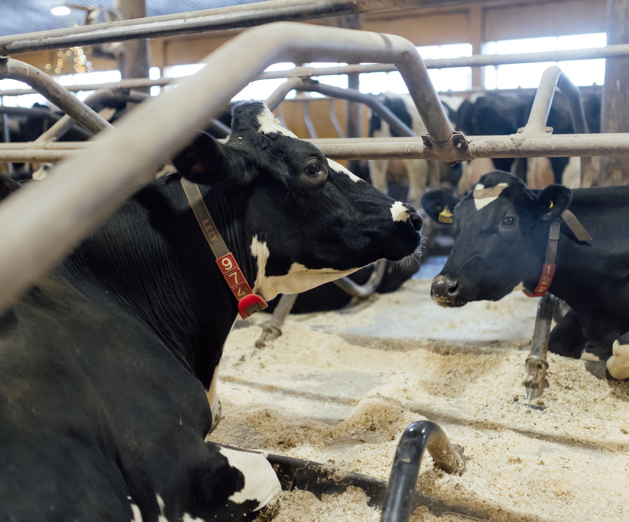 Paljon käsitellyt ja kesyt lehmät eivät vähästä hätkähdä. Kuvassa Ruskosalmen Kaya.