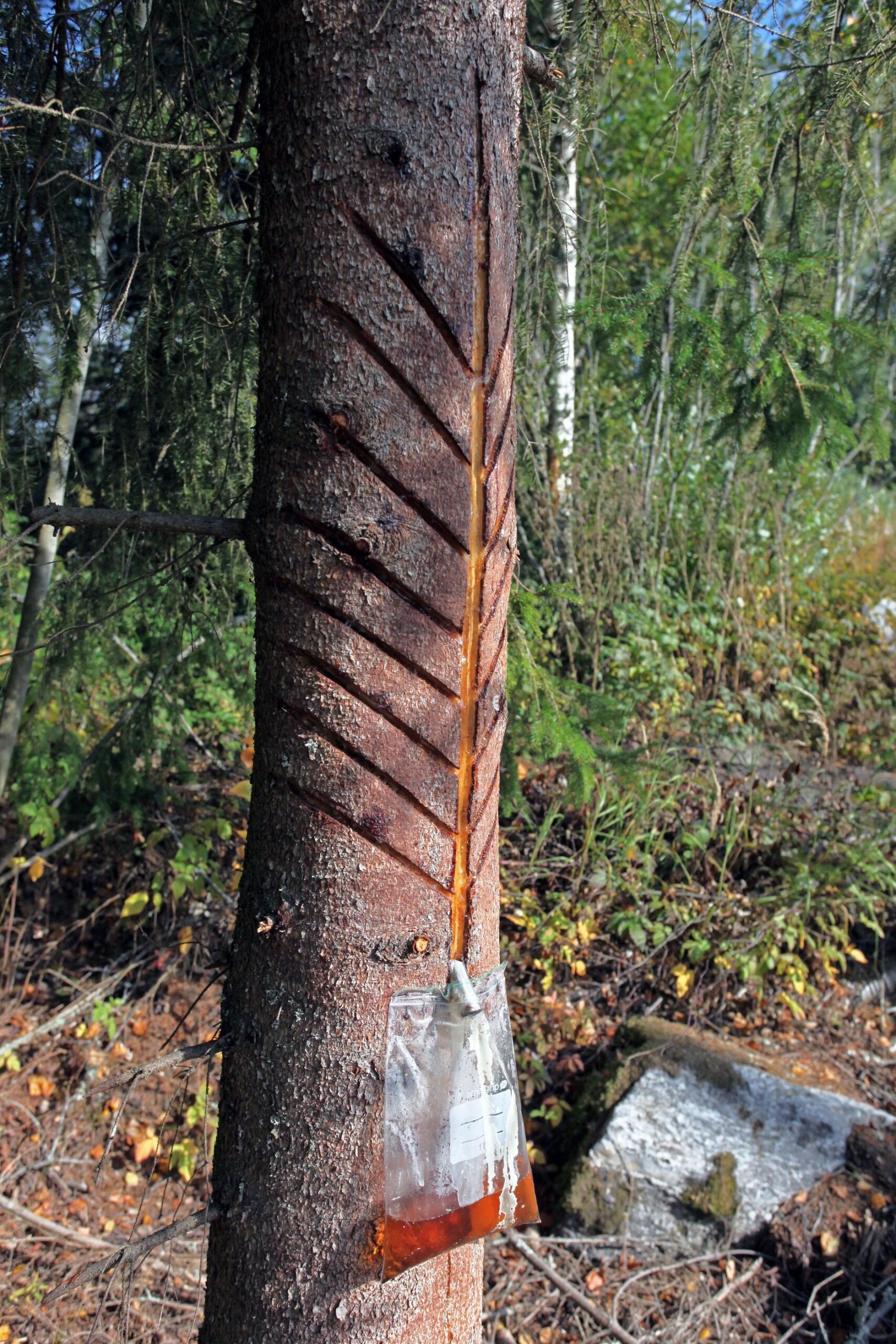 Valutuspihkaa on kerätty perinteisesti esi­merkiksi Baltiassa ja Venäjällä, joissa pihka­tuotteilla on pitkä historia myös hoitokäytössä. Kuva: Vesa Jääskeläinen