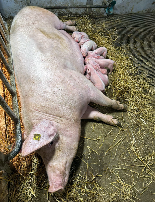 Vastasyntynyttä pahnuettaan hoitava emakko on kiireinen ja siksi sen on usein vaikeaa levätä sairaana riittävästi.