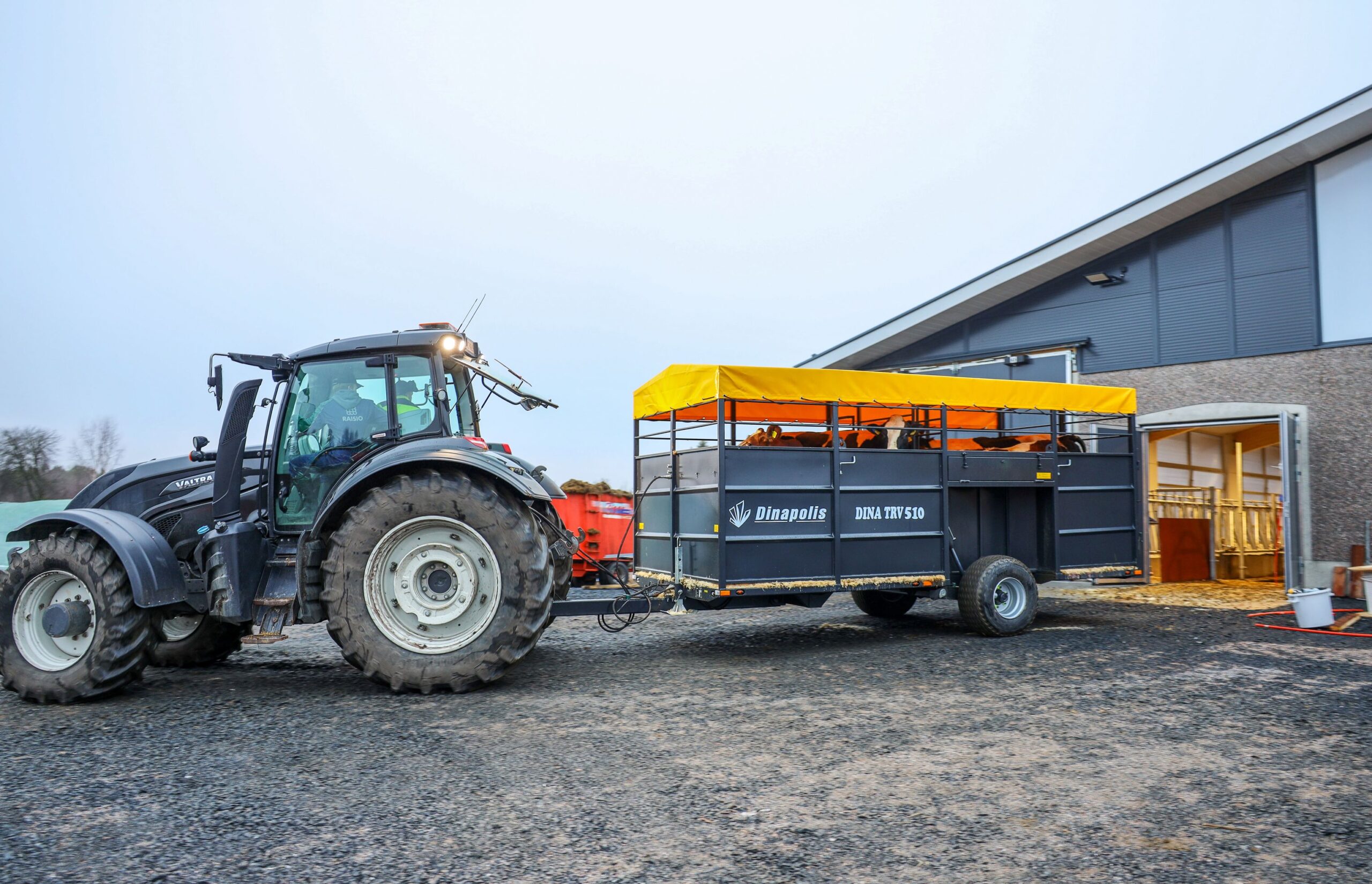Lehmät siirrettiin vanhasta navetasta siirto­vaunulla. Vaunuun mahtuu neljä lehmää kerrallaan. Lastaus ja kuljetus sujuivat rauhallisesti.