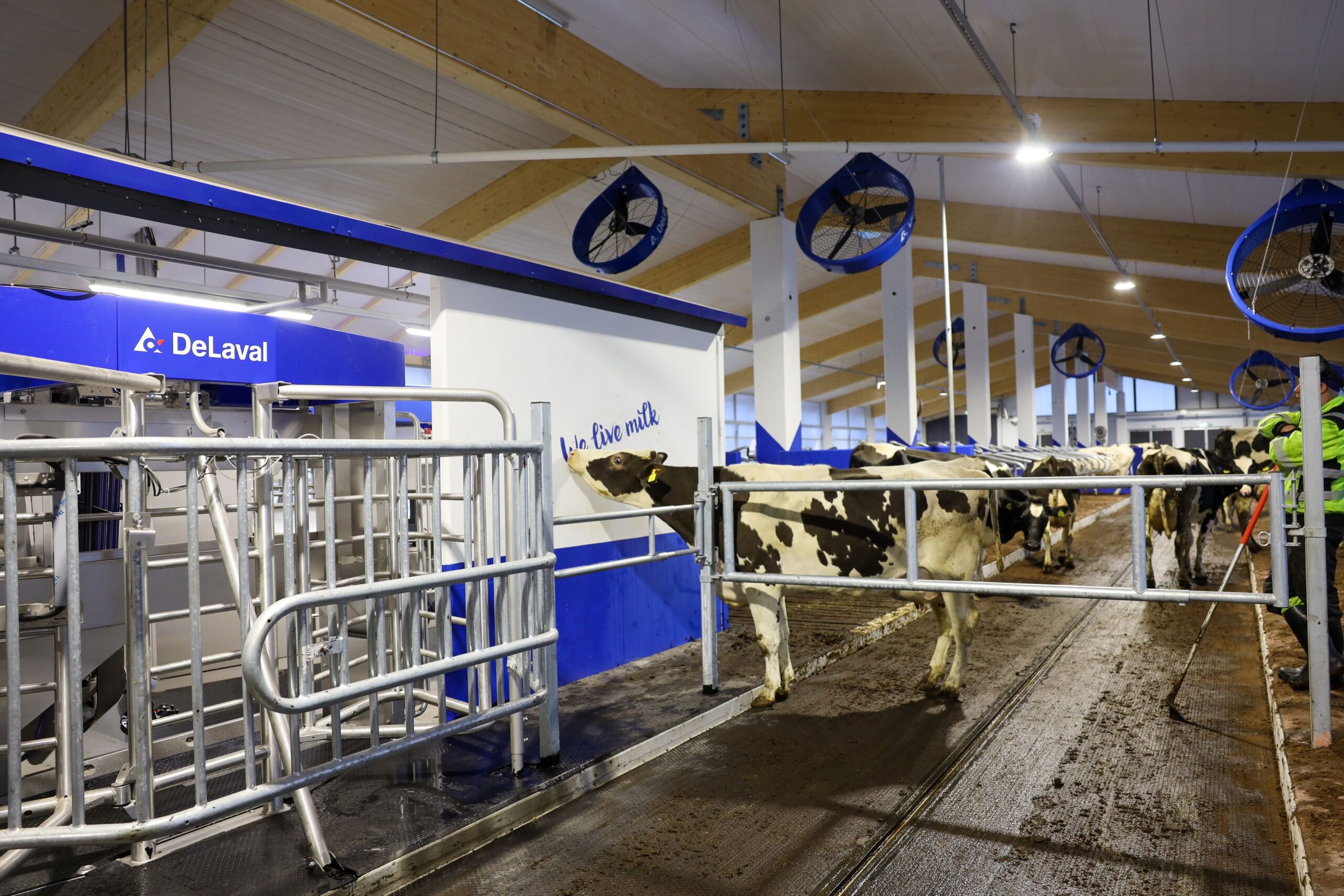 We live milk. Uikku-lehmällä riitti tutkittavaa uudessa asuinympäristössä.