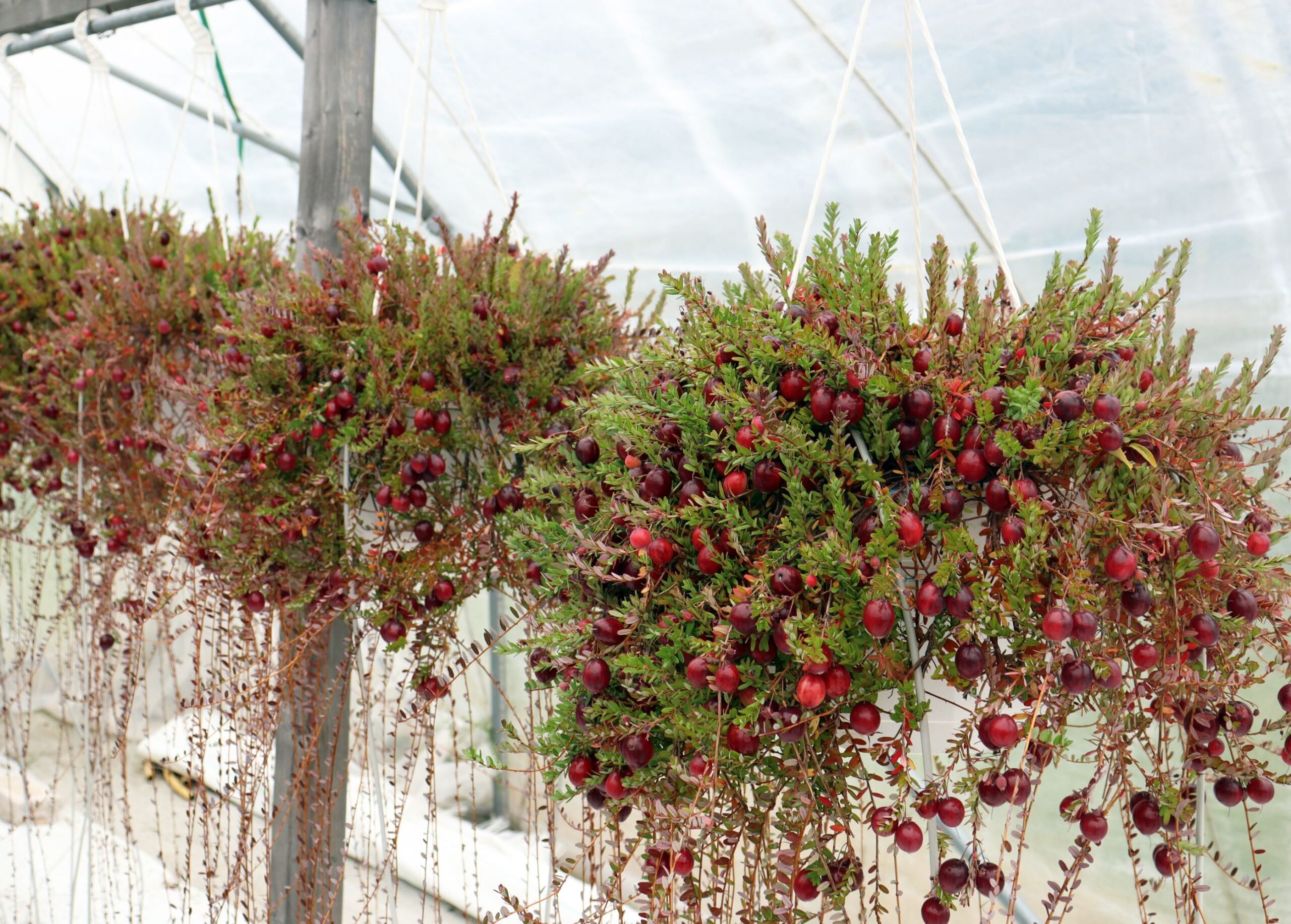 Helsingin yliopiston Viikin karpalo­kokeessa karpaloita kasvatetaan amppeleissa kasvutunnelissa.