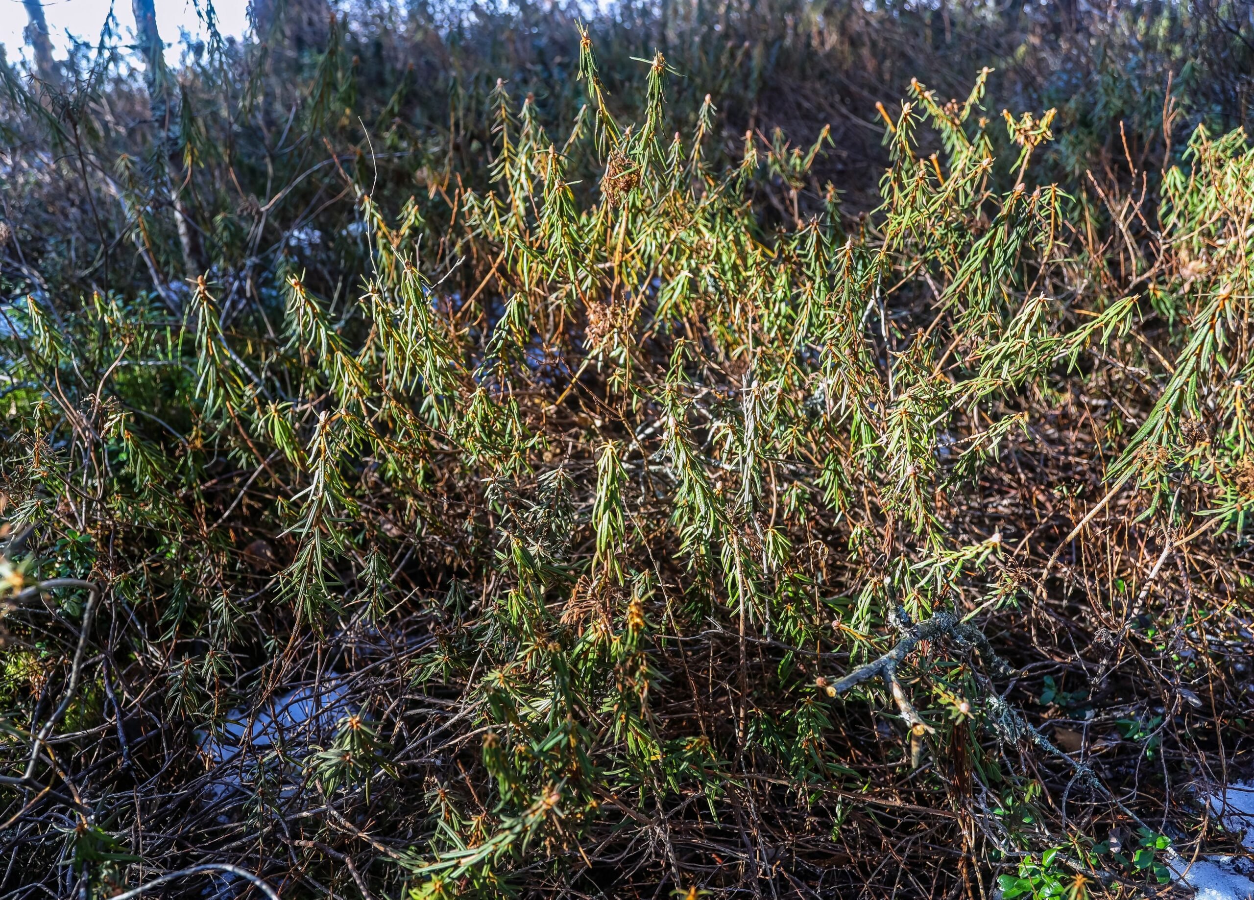 Suopursu pirskottaa huumaavaa tuoksua.