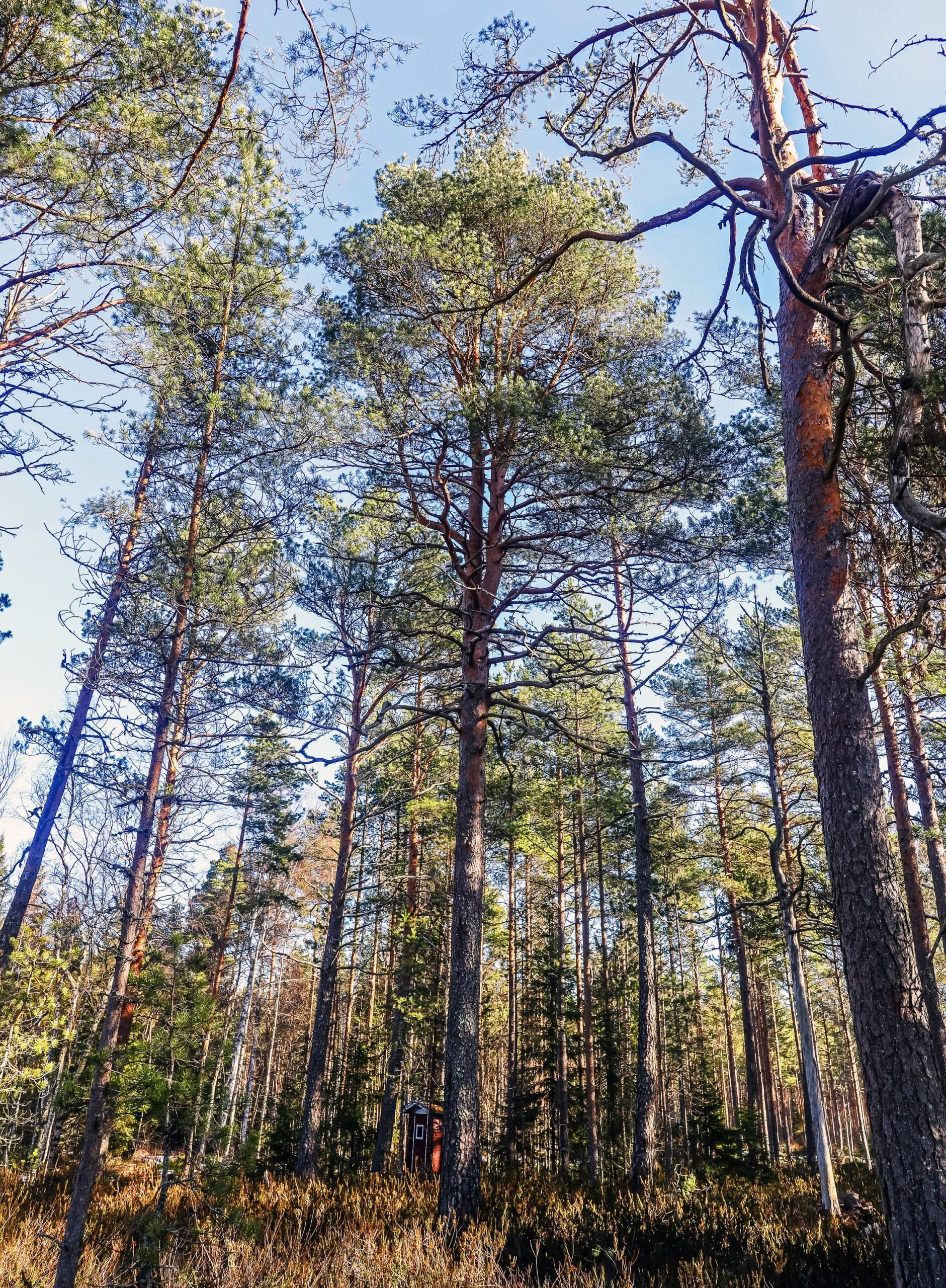 Vanhoissa männyissä on monenlaista elämää.