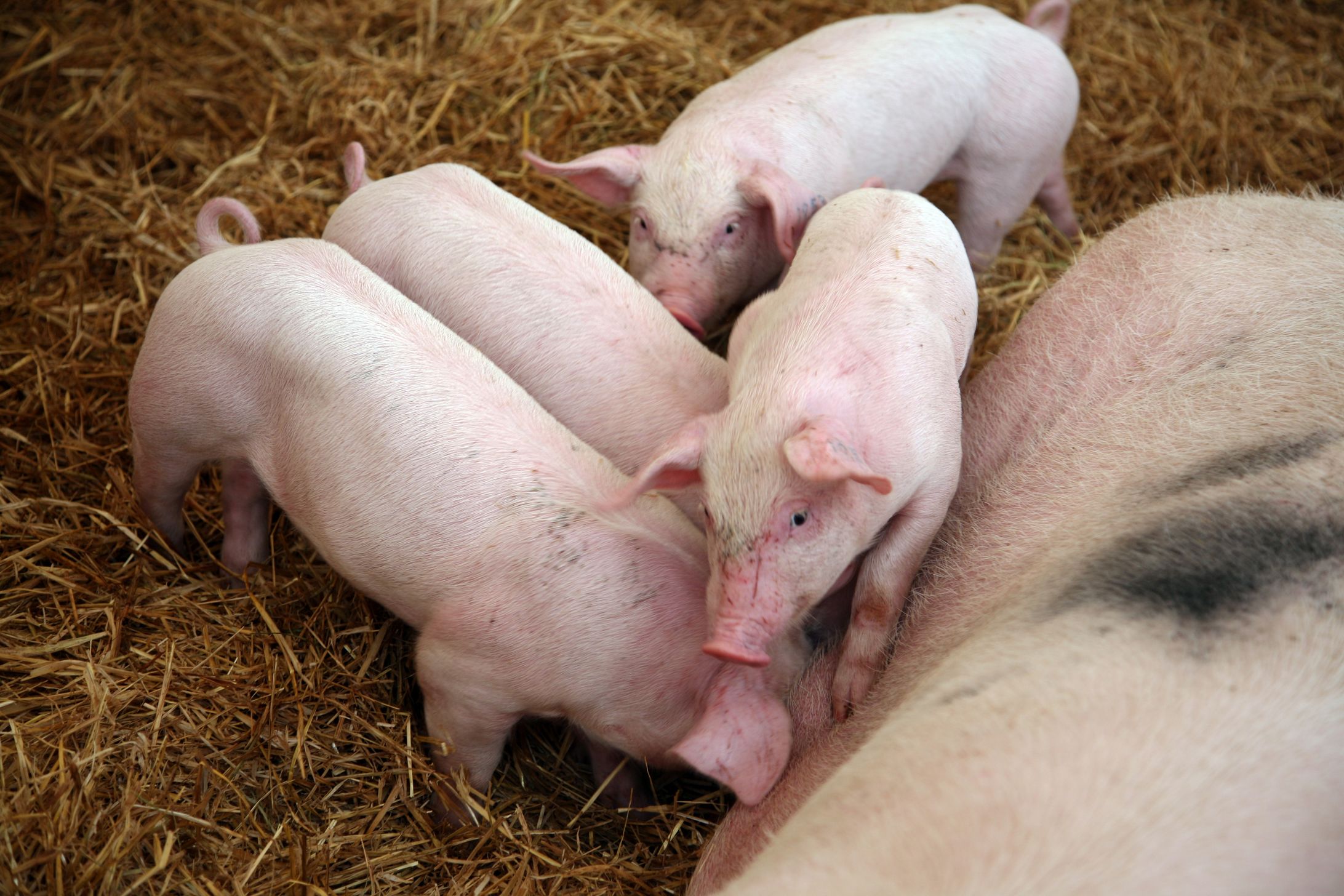 Pienten porsaiden on tärkeää saada runsaasti maitoa. Siksi emakon maitokuumeen ensimmäiset oireet ovat nälkäiset ja levottomat porsaat.