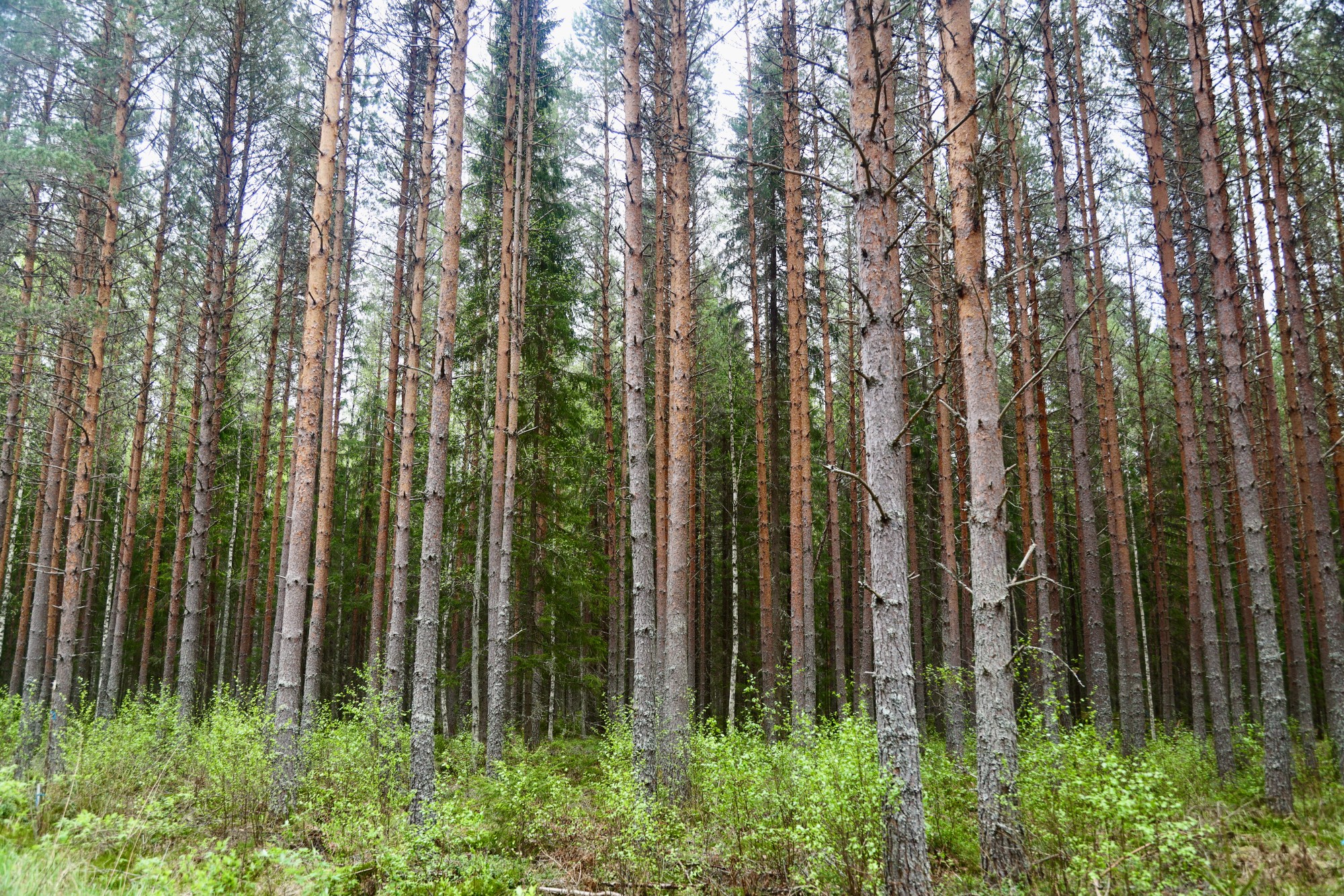 Ojitetuista soista iso osa on muuttunut turvekankaiksi ja niillä kasvaa sakeaa metsää.