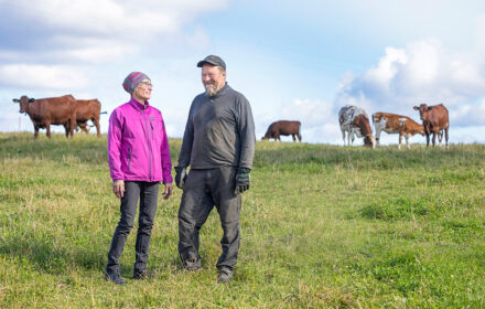 Nainen ja mies seisovat pellolla. Takan lehmiä.